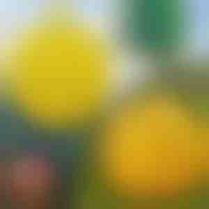 6-pakk rippuvaid kärbsepüüniseid | BUGIORB