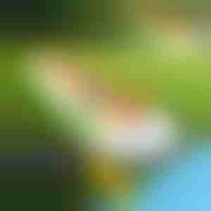 Täispuhutav vesiliug (465x80cm) | REEFLY