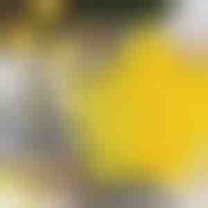 Tähekujulised küpsisevormid (6tk) | STARCUTS