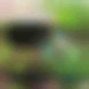 Ökoloogiline aed teie taimedele | PLANTIE